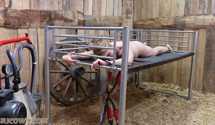 ⁣Hucows 26 05 02 alba zevon on the milking bed
